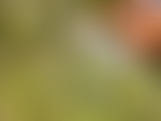 A Perfect Birthdays in the Forest of Dean 🌿