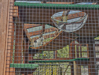 A unique small catio in Portland blending into the backyard landscape.