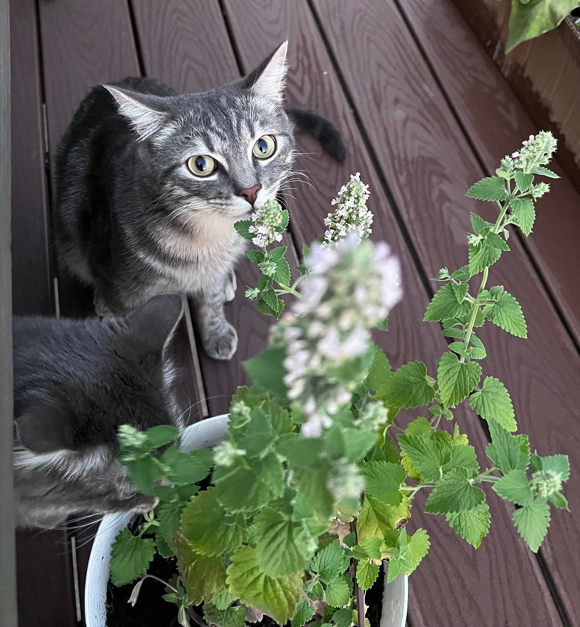Gray tabby cat peeking through a green plant inside a catio