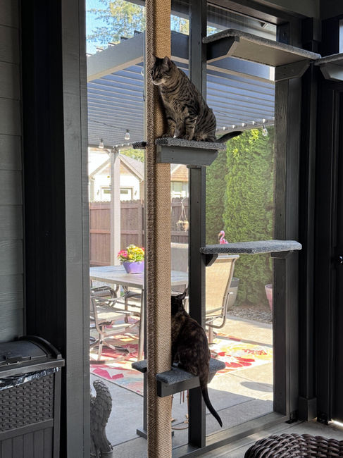 Black cat climbing floor-to-ceiling scratching post inside Ridgefield screened-in patio catio, designed and built by The Catio Company.