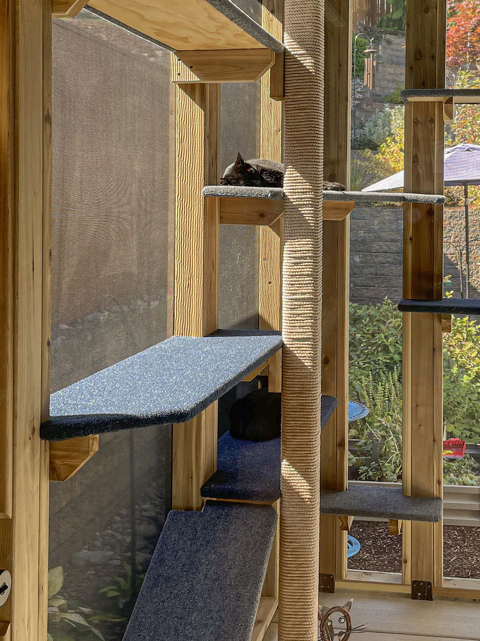 Cat lounging on a wooden cat tower in a sunlit room. The structure has carpeted surfaces and rope. Background shows a garden view.