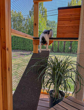 Cat exploring a custom cedar catio in Beaverton, Oregon with a climbing ramp, enclosed safety mesh, and pet friendly plants inside the enclosure.