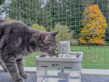 Top 5 Tech Upgrades for a Smarter, Safer, and Happier Catio! Smart catio technology.
