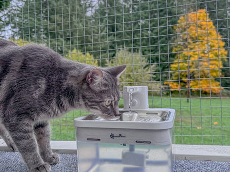 Top 5 Tech Upgrades for a Smarter, Safer, and Happier Catio! Smart catio technology.