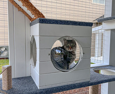 Tabby cat peeking out from a hiding box inside a custom outdoor catio with mesh walls and a rope bridge.