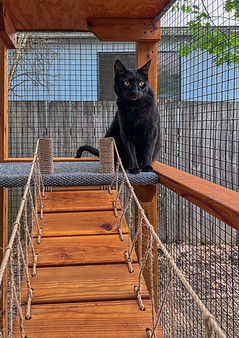 A cat inside a catio designed and built by The Catio Company in Portland, OR.