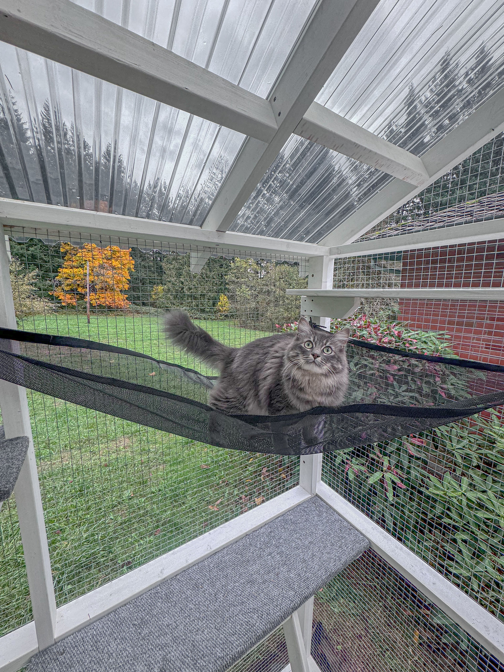 gray tabby lounging on a black mesh hammock inside a catio with a shaded polycarbonate roof and garden view