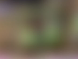 9月11日野菜セット