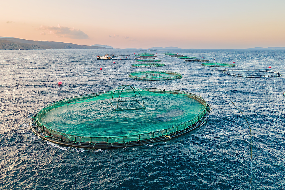 Aquakultur boomt: Weltweit stammt inzwischen mehr als die Hälfte aller verzehrten Fische aus Zuchtanlagen.