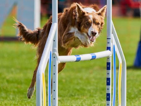 Strength vs Power vs Stamina in Canine Conditioning