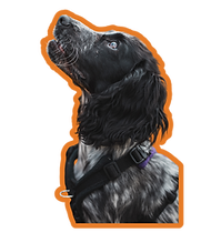 Blue roan cocker spaniel puppy portrait side view.