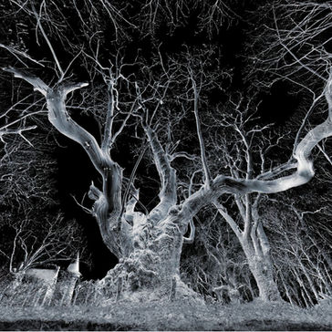 Le châtaignier d'Arradon - 3D - Yan Koch