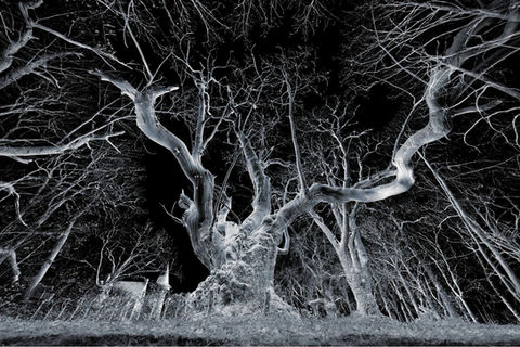 Le châtaignier d'Arradon - 3D - Yan Koch