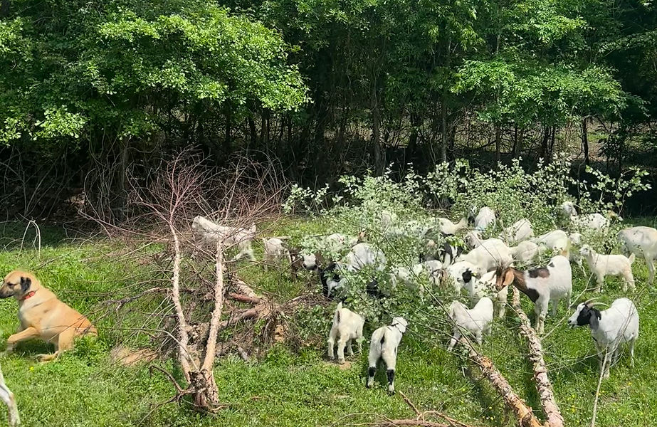 Anatolian shepherd watching goats E. Tx.