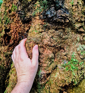 Meet a Tree_edited_edited.jpg