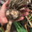 Thumbnail: 1/4 Inchelium Red Culinary Garlic Bulbs