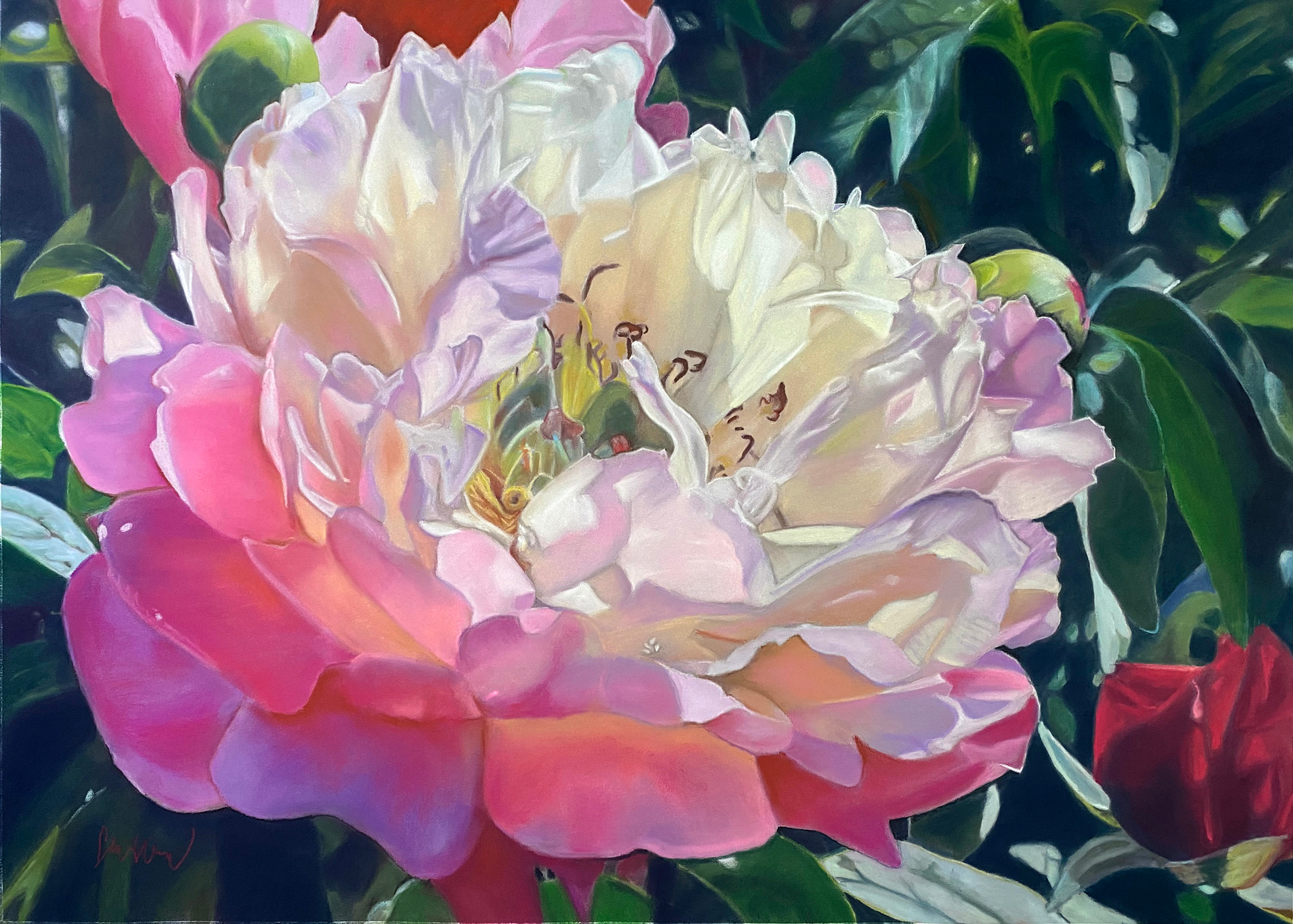 Peony Radiance, print