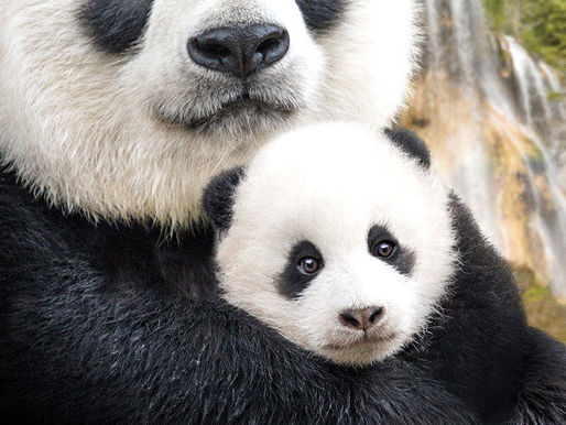 Rob Reviews "Born In China"