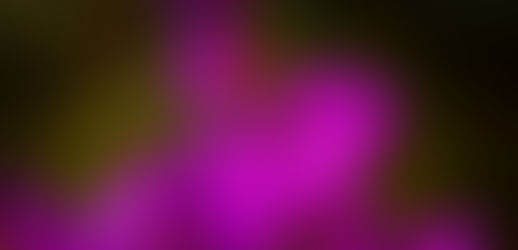 Daurian Rhododendron Festival in Erdenebulgan Soum Draws Over 7,000 Nature Lovers