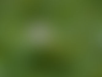 Understanding "Spring Fatigue" on the Mongolian Steppe