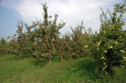 Immagine frutta 036.jpg