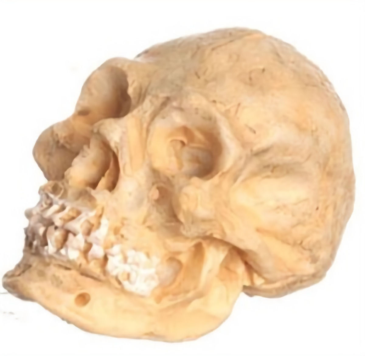 Skull -FCA4443
