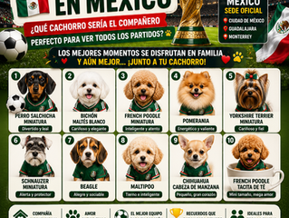 Mundial 2026 en México: ¿Qué Cachorro Sería el Compañero Perfecto Para Ver Todos Los Partidos? ⚽🐶🇲🇽