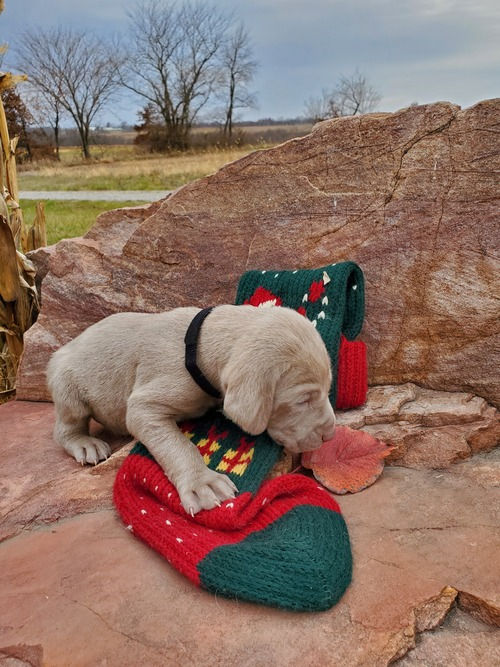 Miniatura: Weimaraner