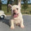 Miniatura: Bulldog francés