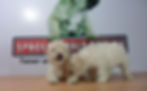 Compra venta de cachorros perros de raza caniche toy french poodle hembras y machos disponibles cria