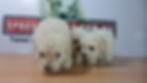 Compra venta de cachorros perros de raza caniche toy french poodle hembras y machos disponibles cria