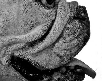 El Grooming en el Bulldog Inglés