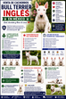 Venta de Cachorros Bull Terrier Ingles en México: Precio, Cuidados y Consejos para una Compra Segura