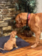 Miniatura: Dogo de burdeos