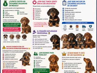Venta de Cachorros Salchicha en México: El Perrito Más Largo, Más Terco y Más Divertido del Mundo 😂🐶