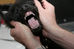 Dentición del perro: ¿cuándo pierden los dientes de leche?