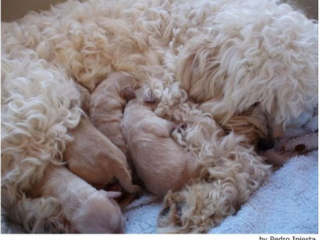 Enfermedades de un cachorro en sus primeros días de vida
