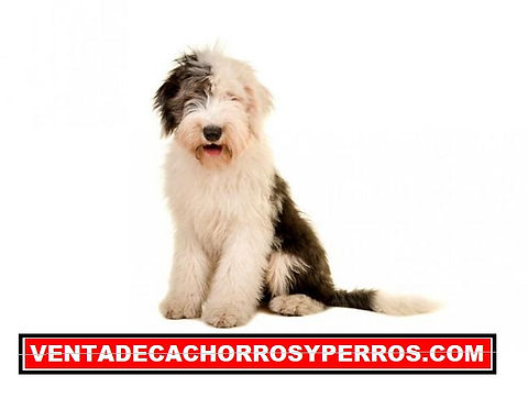 Pastor Ingles MercadoLibre 📦