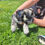 Miniatura: Schnauzer miniatura Black And Silver
