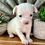 Thumbnail: Chihuahua cabeza de manzana