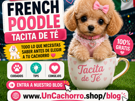 ¿Por qué el French Poodle Tacita de Té sigue siendo uno de los perros más pequeños y adorables del mundo? ☕🐶❤️