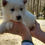 Thumbnail: Husky Siberiano Blanco