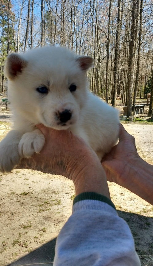 Miniatura: Husky Siberiano Blanco