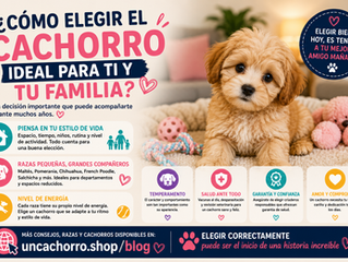 🐶 ¿Cómo elegir el cachorro ideal para ti y tu familia?