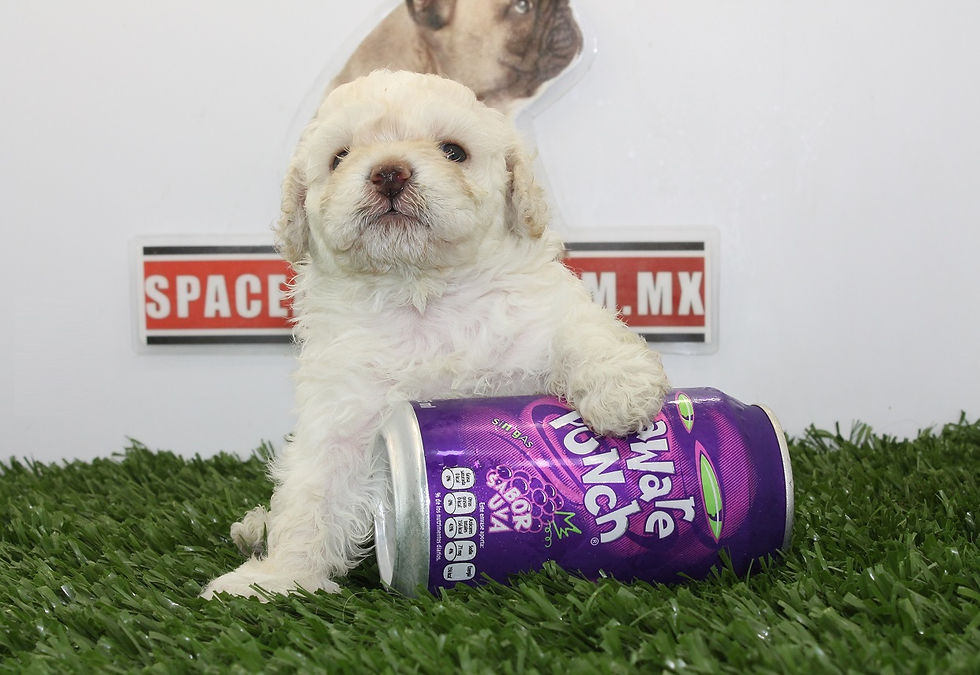 compra venta de cachorros perros de raza french poodle miniatura criadero spaceanimals (10)