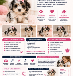 Venta de Cachorros French Poodle Tacita de Té Color Arlequín: Precio, Cuidados y Consejos para una Compra Segura