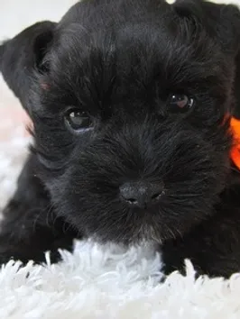 Venta De Cachorros Perros De Raza Schnauzer Miniatura Negro
