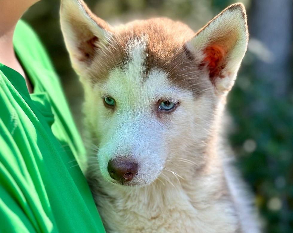 Miniatura: Husky Rojo en Venta | Impactante, Inteligente y Súper Leal | Envío Gratis