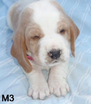 Miniatura: Basset hound Bicolor