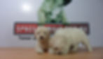 Compra venta de cachorros perros de raza caniche toy french poodle hembras y machos disponibles cria